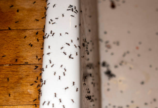 Best Cockroach Control Services  in Stockbridge, GA